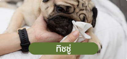 กระดาษเปียก & ทิชชู่